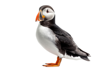 A puffin displays its unique black and white feathers along with an orange bill