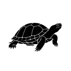 Naklejka premium turtle on a white background