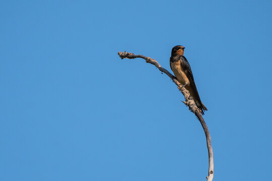 A barn swallow (Hirundo rustica) perched on the branch of a tree during a summer day