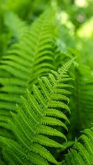Lush green fern fronds, detailed texture, shallow depth of field