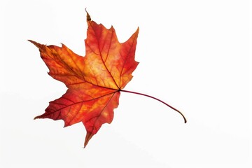Maple leaf plant tree red.
