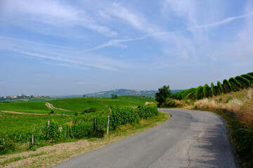 Vineyards in Monferrato near Ricaldone, Alessandria province, Italy