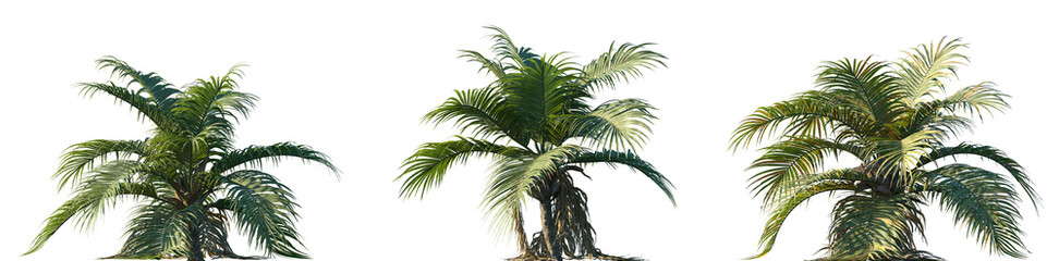 Fototapeta premium Set of Ravenea hildebrandtii (also known as the Inazi Palm) frontal isolated png on a transparent background perfectly cutout