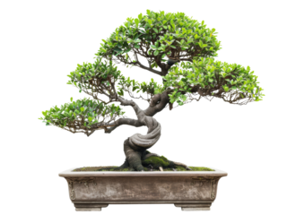 Beautifully shaped bonsai tree in a stone pot, showcasing its intricate design and vibrant green leaves