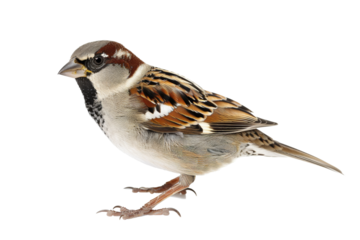 Sparrow perched on a surface, showcasing its distinctive plumage in a clear setting with soft lighting