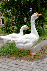 Obraz premium Pair of white domestic geese walking on pavement near grass and trees.