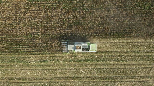 Above top view, dolly move downwards over agricultural harvester as cutting and harvesting mature undeveloped corn on farm fields, cornfield with low yield stunted plants is consequence of a drought.