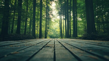 Obraz premium Wooden path leading into a sunlit forest.