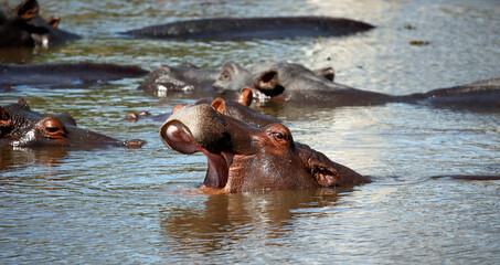 Fototapeta premium Hippos in the Okavango delta 