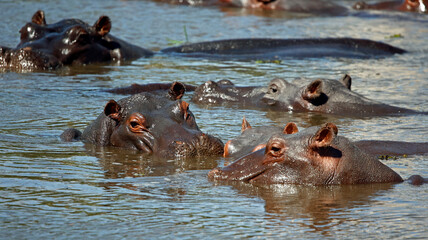 Hippos in the Okavango delta 