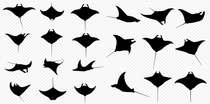 A collection of black manta ray silhouettes depicted in various dynamic swimming poses and angles on a transparent background.