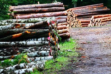 Timber Harvesting Piles of Logs stacked in timber and a dirt road