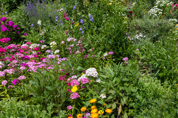 Fototapeta premium Blooming garden with pink, white, yellow and orange flowers surrounded by green foliage.