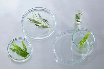 Overhead view of petri dishes containing green leaves in water, arranged neatly for botanical lab documentation.