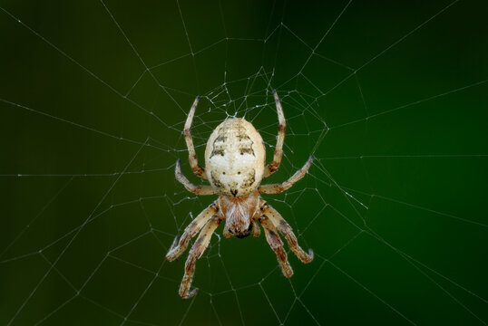 Larinioides cornutus, the furrow spider, furrow orb spider, or foliate spider on a web, close up. Blurred natural green background