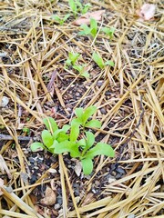 Row of young green shoots breaking through dry straw mulch, natural organic farming, symbol of growth, new life and garden care.