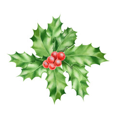 Holly and red berries branch PNG decoration. Watercolor illustration close up of Christmas holly branch with red berries and green leaves on transparent background