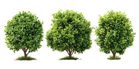 Fototapeta premium Three lush green bushes isolated on white background, ideal for landscaping, gardening, and nature-themed projects.