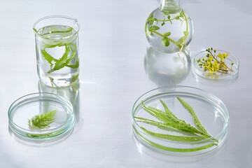 Glass vessels and a petri dish containing delicate green leaves in water, lit for botanical laboratory-themed imagery.