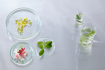 Petri dishes and a test tube with mixed botanical samples, styled for clean and minimal laboratory-themed photography. Space for design and place product