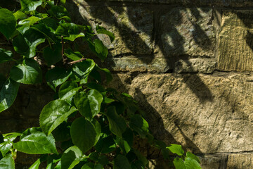 ivy on wall