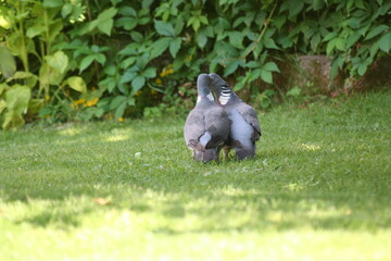 two pigeons kissing in garden seen from behind