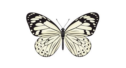 Obraz premium Elegant vector illustration of a black and white patterned butterfly insect