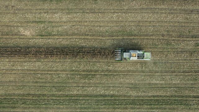 Above top view, dolly move downwards over agricultural harvester as cutting and harvesting mature undeveloped corn on farm fields, cornfield with low yield stunted plants is consequence of a drought.