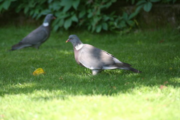 wood pigeon on the grass looking at camera