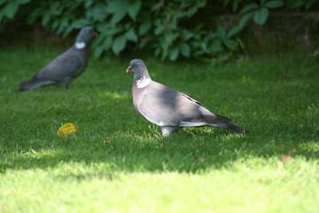 wood pigeon on the grass looking softly at camera in a garden