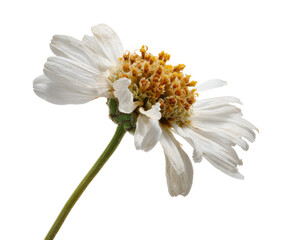 Obraz premium Delicate white flower with yellow center in natural setting