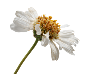 Delicate white flower with yellow center in natural setting