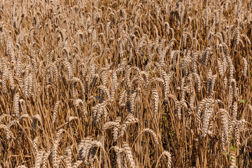 wheat field
