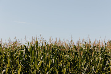 field of corn