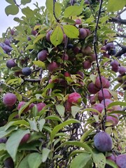 plums on the tree