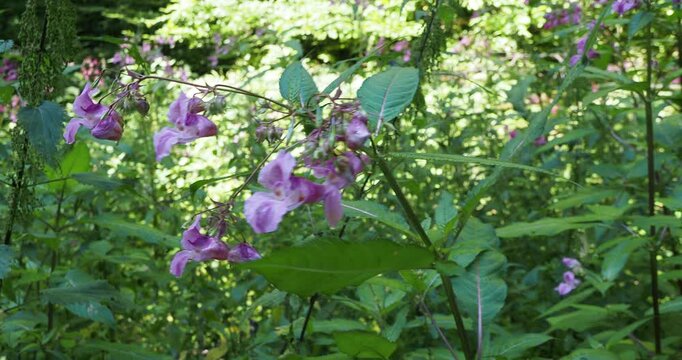 (Impatiens glandulifera) Dr&uuml;sige Springkraut plant mit Trauben von hell-bis dunkerosa blumen in den Blattachseln, einen kleinen Sporn am Ende ihres Schlundes
