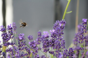 bumblebee flying over lavender flowers searching for nectar in garden