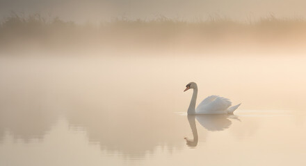 Naklejka premium Early Morning Swan Glide PNG