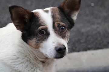 Portrait of a street dog.