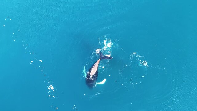 Humpback whales near icebergs from aerial view.
Humpback whale tail dripping water drops in arctic ocean with glaciers. Disko Bay glacier during midnight sun season of polar summer. Greenland