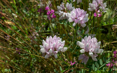 Pink and white coranillo flowers bloom in summer