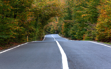 Fototapeta premium The highway that takes us to our destination among the yellow-leafed trees in autumn
