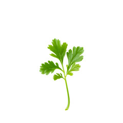 Photo of fresh parsley leaf isolated on transparent background