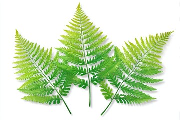 Naklejka premium Detailed illustration of vibrant fern fronds against a white background.