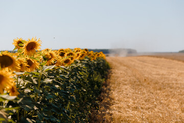 sunflowers in the field