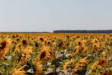 sunflowers in the field