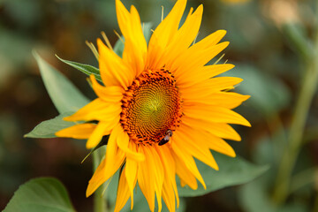 sunflower on a green background