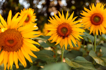 sunflowers in the field