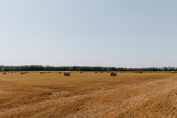 Golden wheat field after harvest with round hay bales scattered across the landscape on a sunny summer day, forest in the background.
