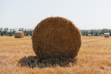 Golden wheat field after harvest with round hay bales scattered across the landscape on a sunny summer day, forest in the background.
